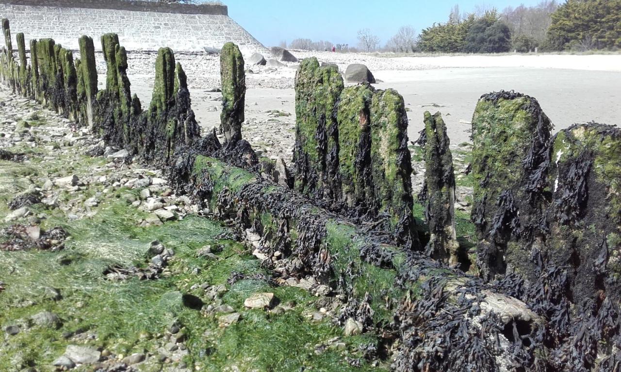 Les Cormorans Villa Saint-Vaast-la-Hougue Exterior foto